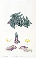 Nanodes descolorir